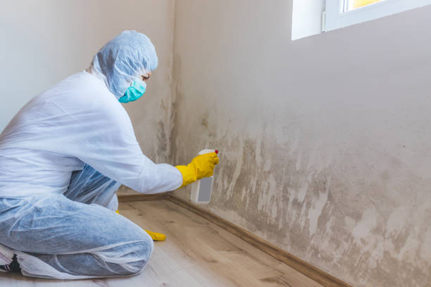 Licensed Mold Cleanup service in New Paris, PA - WQB Mold Removal