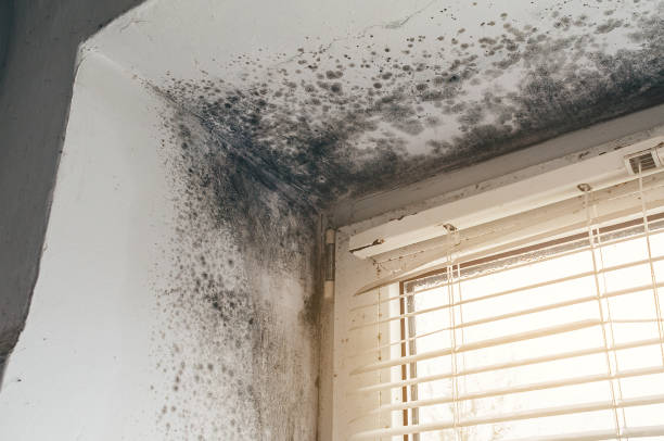 Affordable Mold Cleanup solutions in New Paris, PA